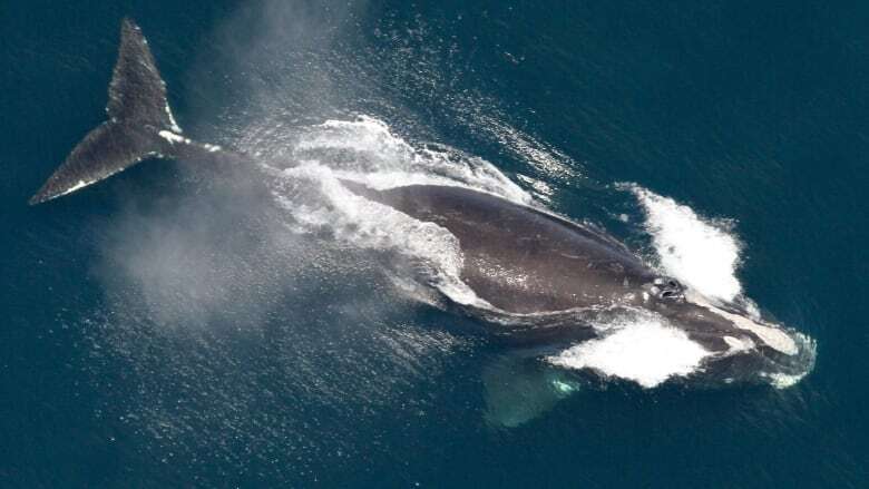 Another entangled North Atlantic right whale spotted in Gulf of St. Lawrence