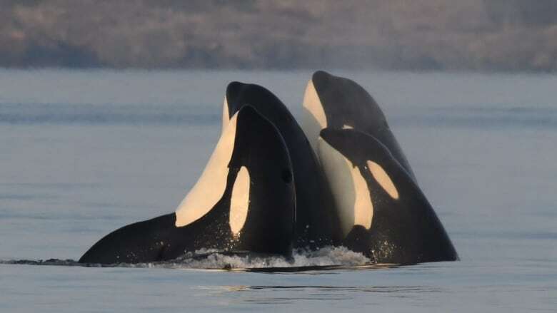 Paddleboarder ordered to pay $2,500 for getting too close to orcas near Ucluelet, B.C.