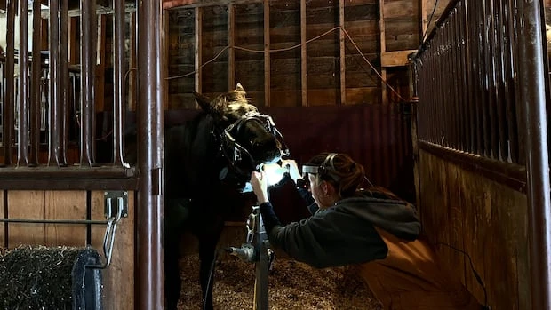 Did you know horses need dentists? Meet an equine dentist whose work is a mouthful