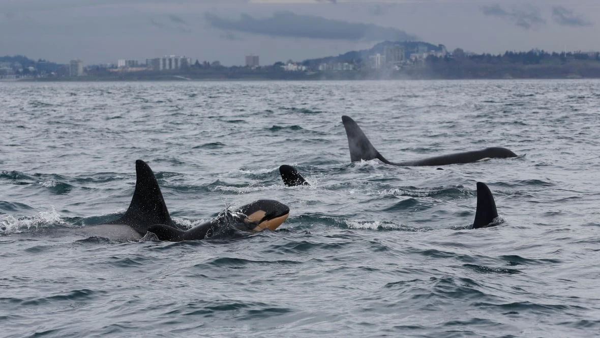 Orcas off B.C. coast face 'high probability of extinction' if conditions don't change: report
