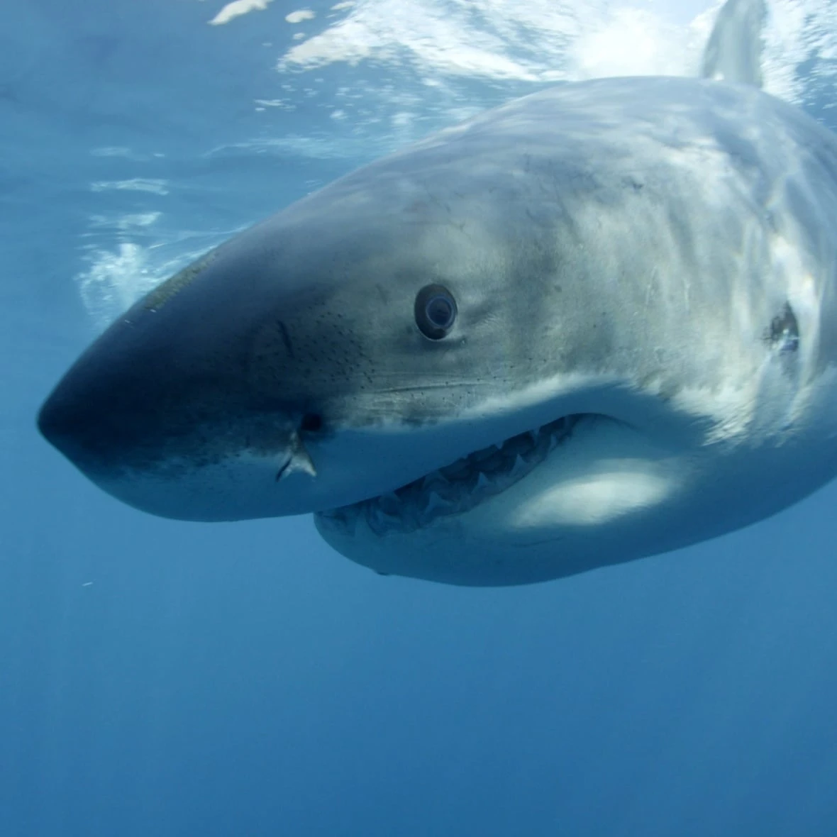 Curious great white shark circles lobster boat off Cape Breton, chomps briefly on hull