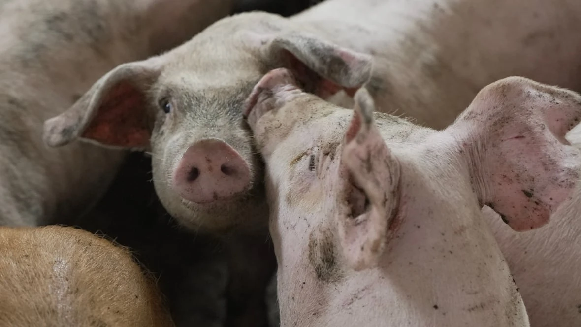 Manitoba eyes plan to cull hundreds of thousands of pigs if African swine fever arrives