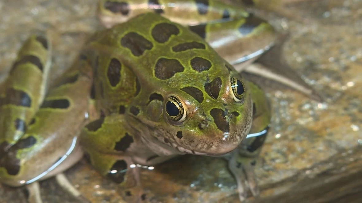 Threatened frog species on the road to recovery in Alberta