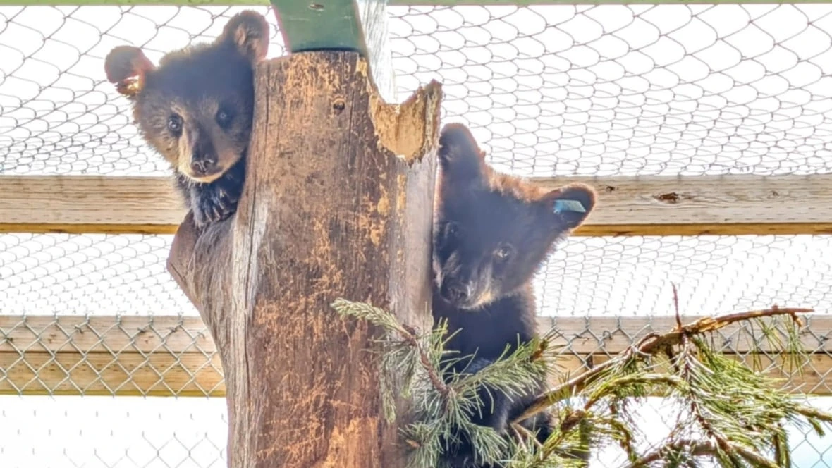 Some B.C. animal rescues see donations drop, as demands increase