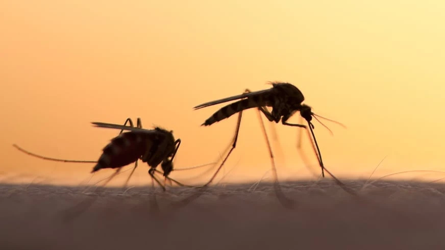 Q & A: Feeling like a meal for skeeters? You’re not alone.