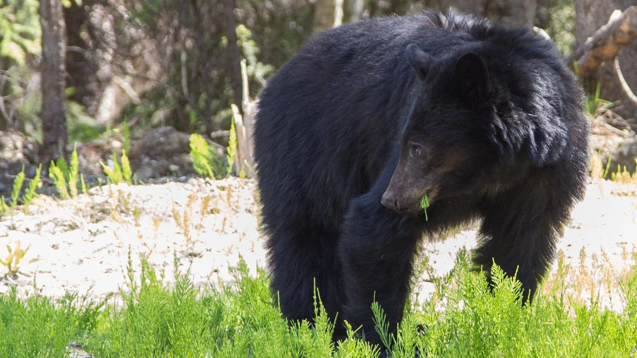 Hiker's injury from bear attack near Cumberland, B.C., prompts advisory