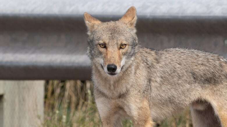 Alberta livestock producers want coyotes added to wildlife compensation program. Here's why