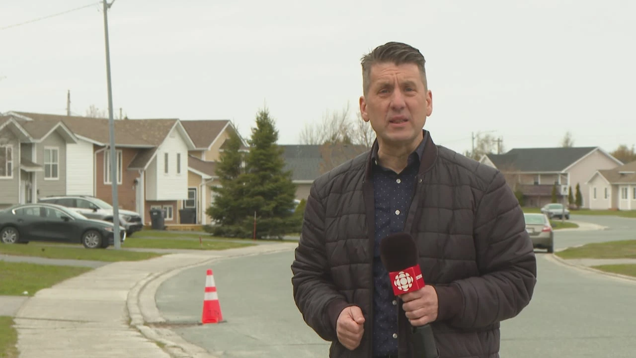 Multiple recent dog attacks in N.L. not necessarily part of growing trend, RCMP says