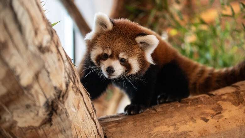 Edmonton zoo debuts endangered red panda cubs Fred and George