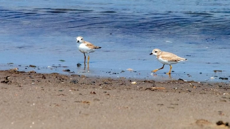 Ford government's proposed new legislation would be 'catastrophic' for wildlife, environmental groups warn