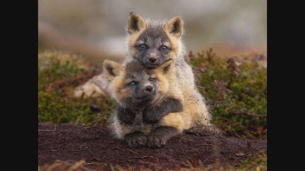 Patience paid off for N.L. photographer recognized by Canadian Geographic