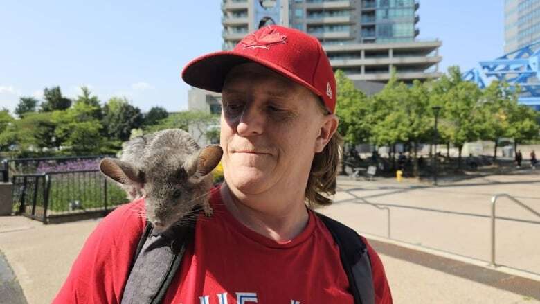 'We just can't keep up': Rescue group say more chinchillas being surrendered than adopted