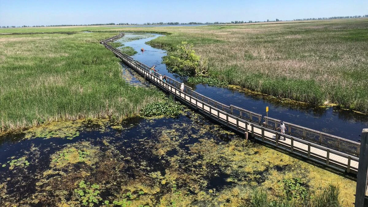 Probe underway into waterfowl poaching at Point Pelee National Park