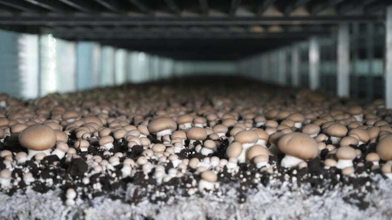 B.C. mushroom farm workers unionize