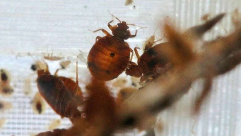 Council looks at bringing bedbug extermination in-house, but Lewis cautions against it