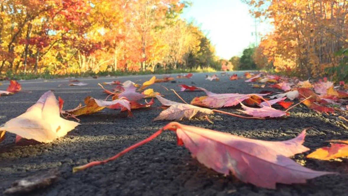 How are Nova Scotia's trees faring in a historic drought? Here's what the experts say