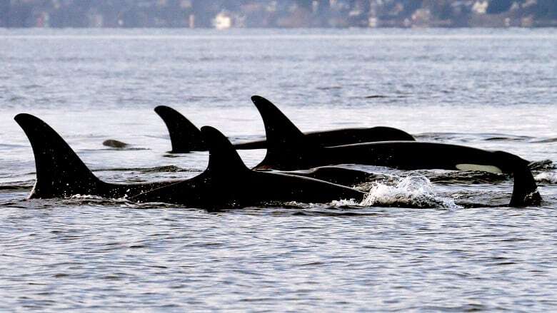 In good news for J-pod, new killer whale calf is a female