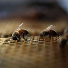 Apiaries abuzz over ruling against widening cross-border trade in live honeybees