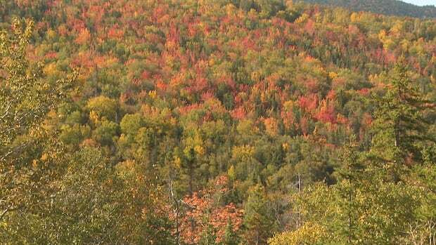 Are fall leaves falling behind? One professor says yes, and it's all because of climate change