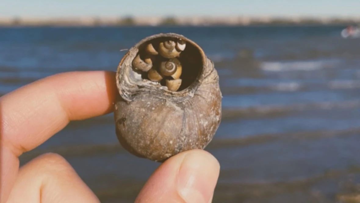 Invasive snail creeps up on Nova Scotia lakes, ponds