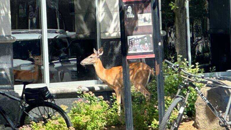 The buck stops here? Deer makes appearance near Windsor city hall