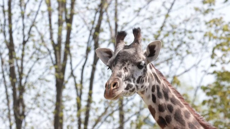 Baby on the way for Toronto Zoo's Masai giraffe