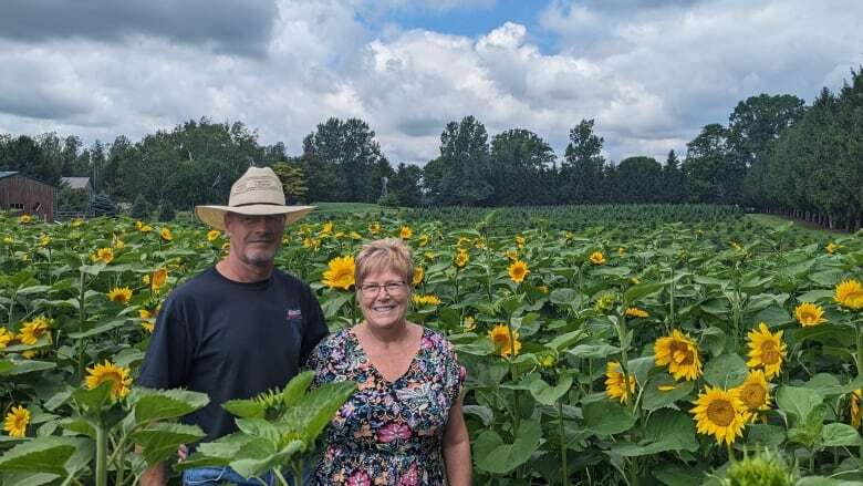 This Chatham-Kent couple is growing 20,000 sunflowers, and they invite you to come check it out