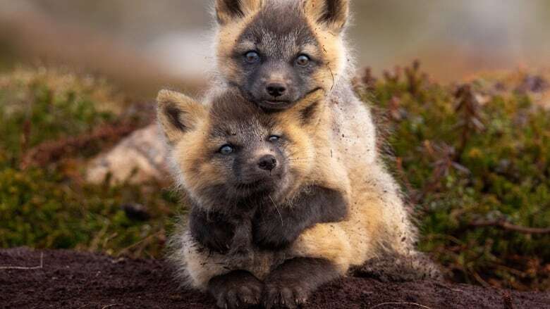 Mount Pearl photographer snaps Canadian Geographic prize-winning photo of adorable fox cubs