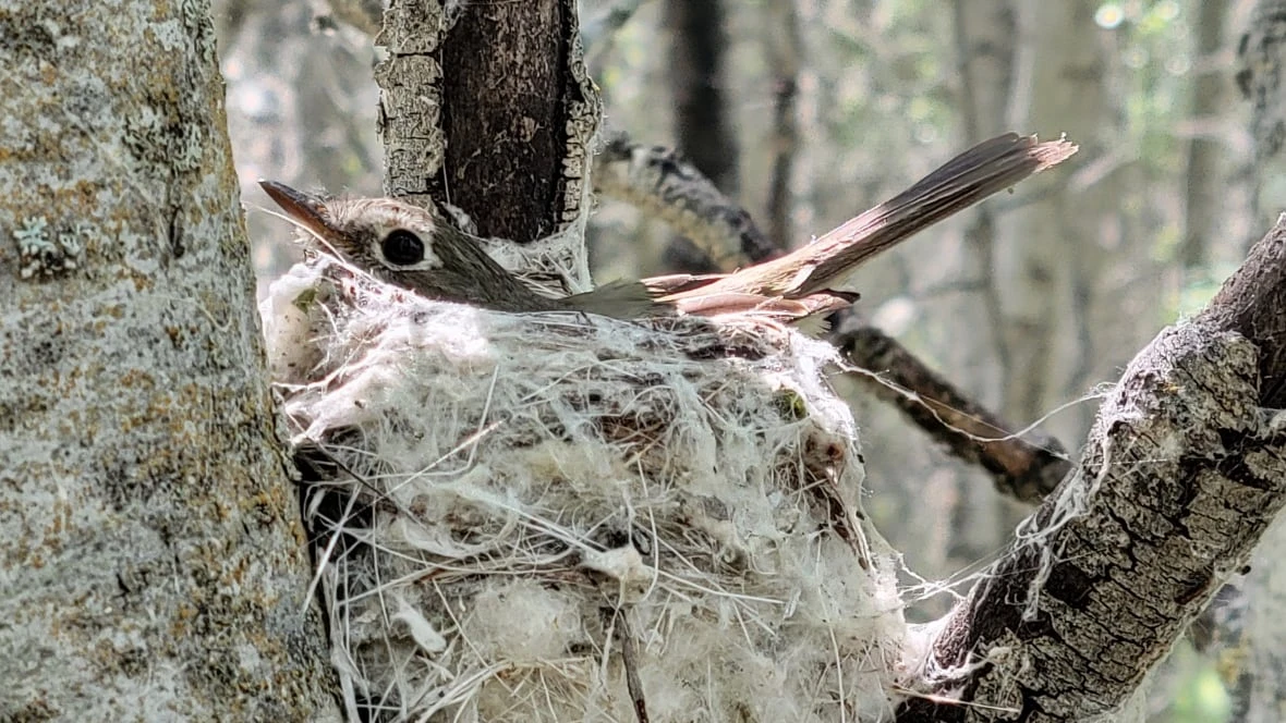 Early departures: Climate change blamed as tiny Alberta bird alters its migration south