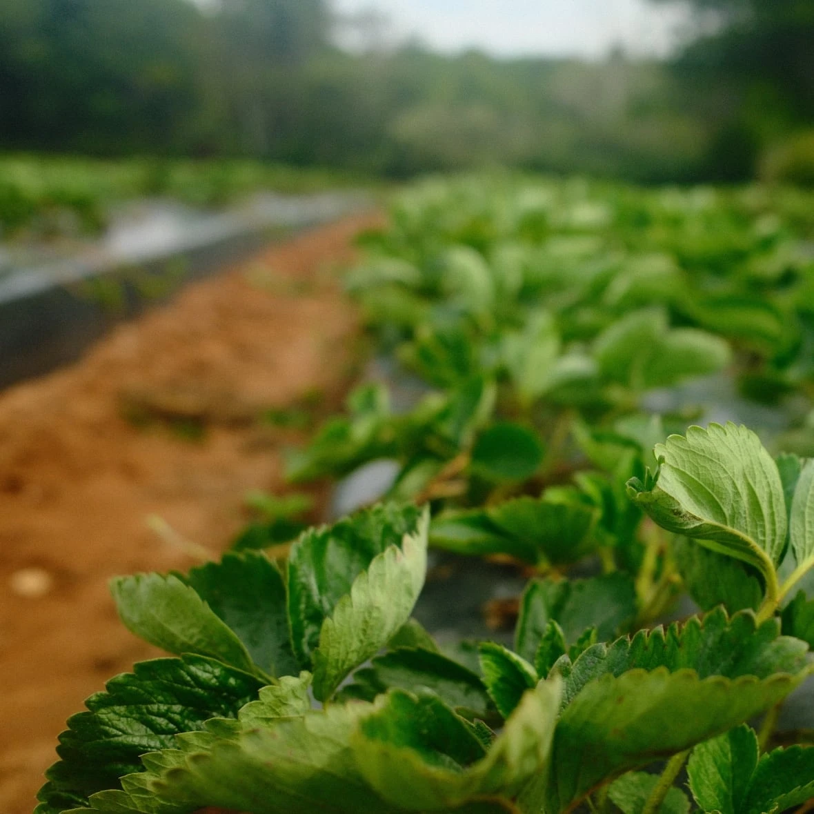N.S. berry researchers aim to find varieties that can withstand climate change