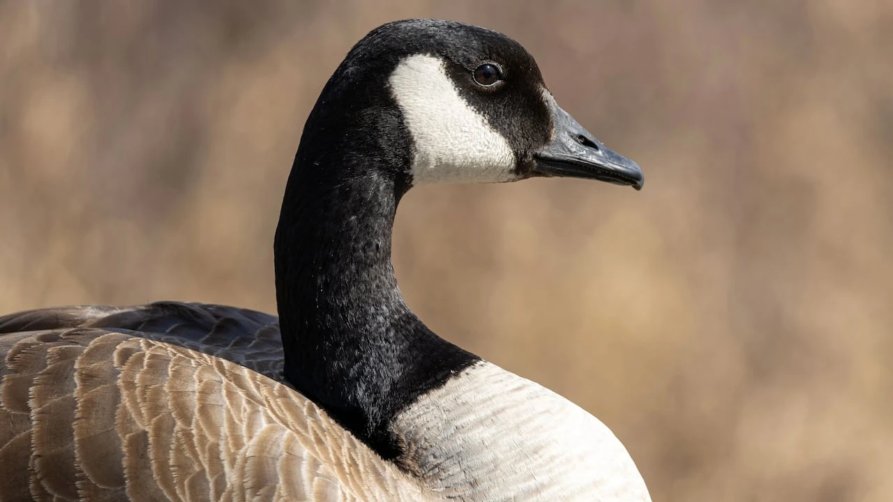 Here's how Alberta zoos are protecting birds from avian flu