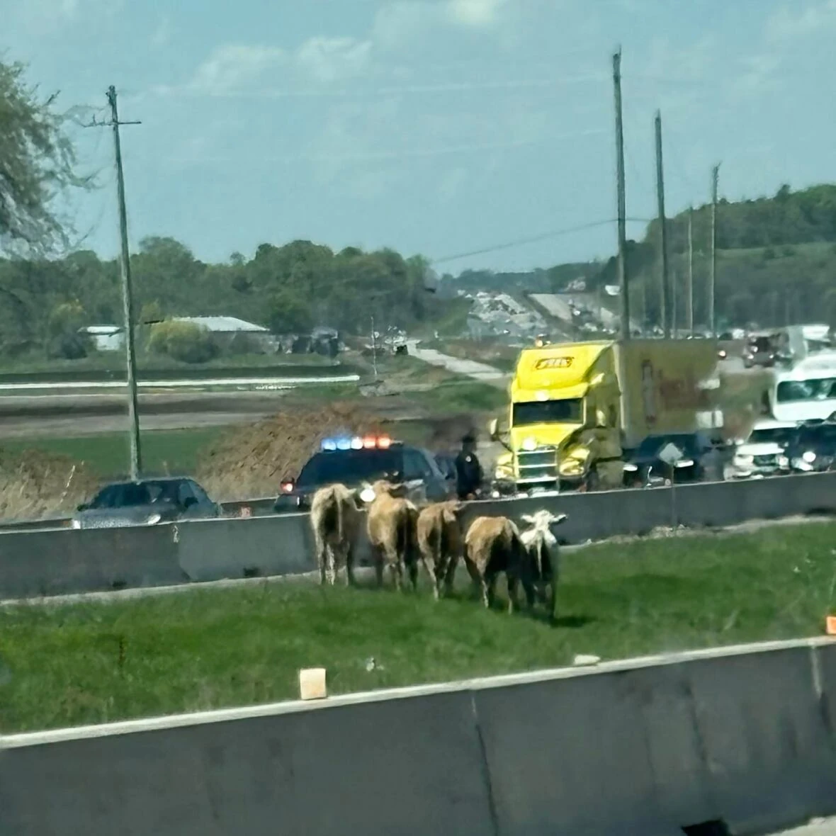 Cows run loose on highway north of Toronto, causing traffic chaos, police say