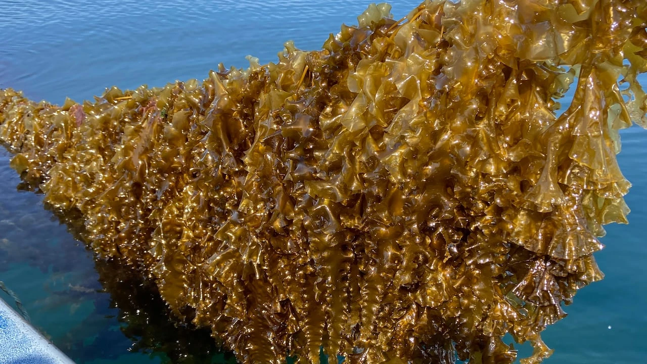 Cascadia Seaweed set to launch new biorefinery near Prince Rupert