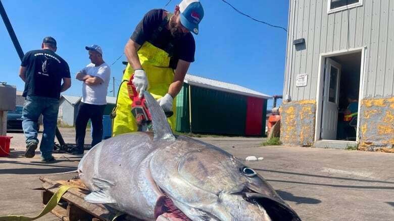 'More fat, more flavour': Why PEI tuna is selling at its highest price in decades