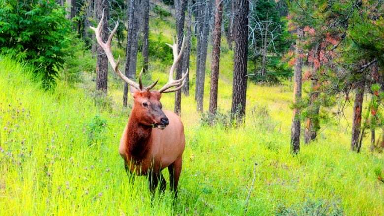 Hunters, advocacy groups raise concerns about hunting pregnant elk as Sask. extends season