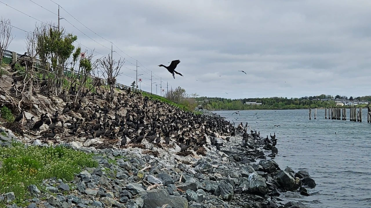 N.S. to relocate bird colony away from dangers of highway