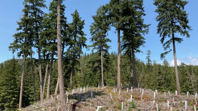 B.C. must boost oversight of old growth on Quadra Island, forests watchdog says