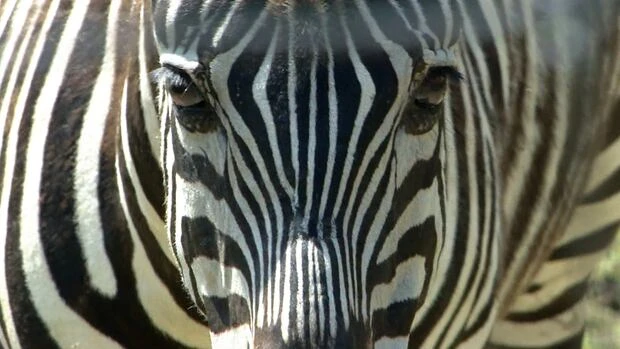 A good break-up? Seized zebras settle into new homes in 2 provinces after turf war