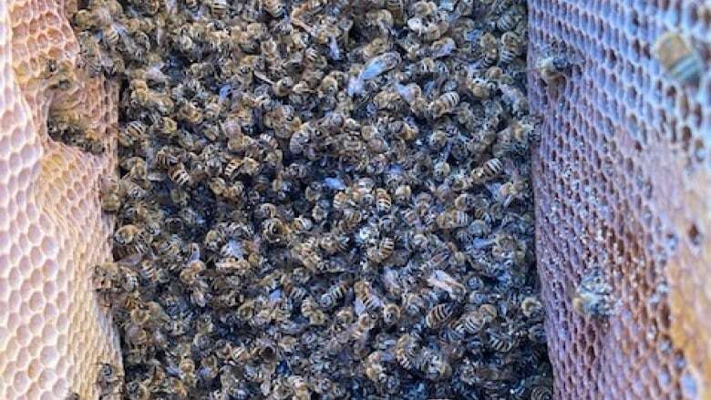 Manitoulin Island beekeeper looking for answers after toxic herbicide detected in dead bees