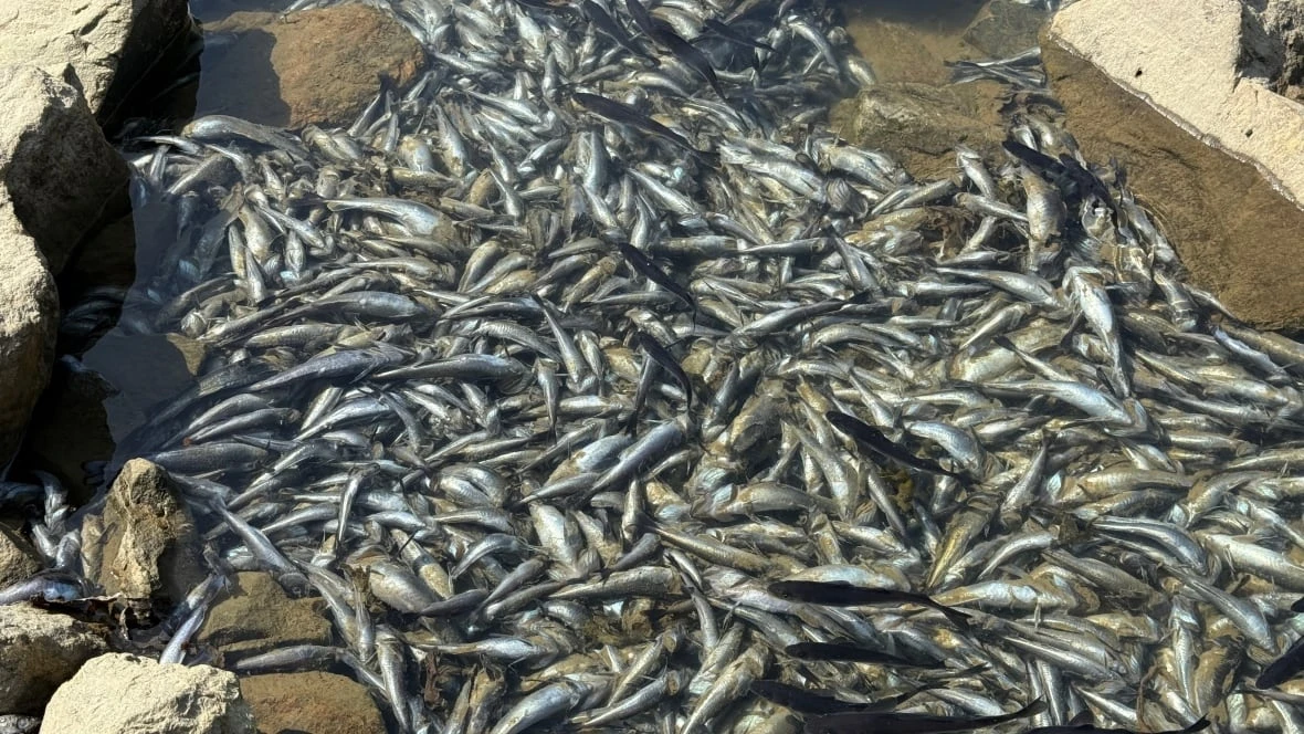 Fisheries and Oceans Canada investigating fish die-off on Iqaluit shores