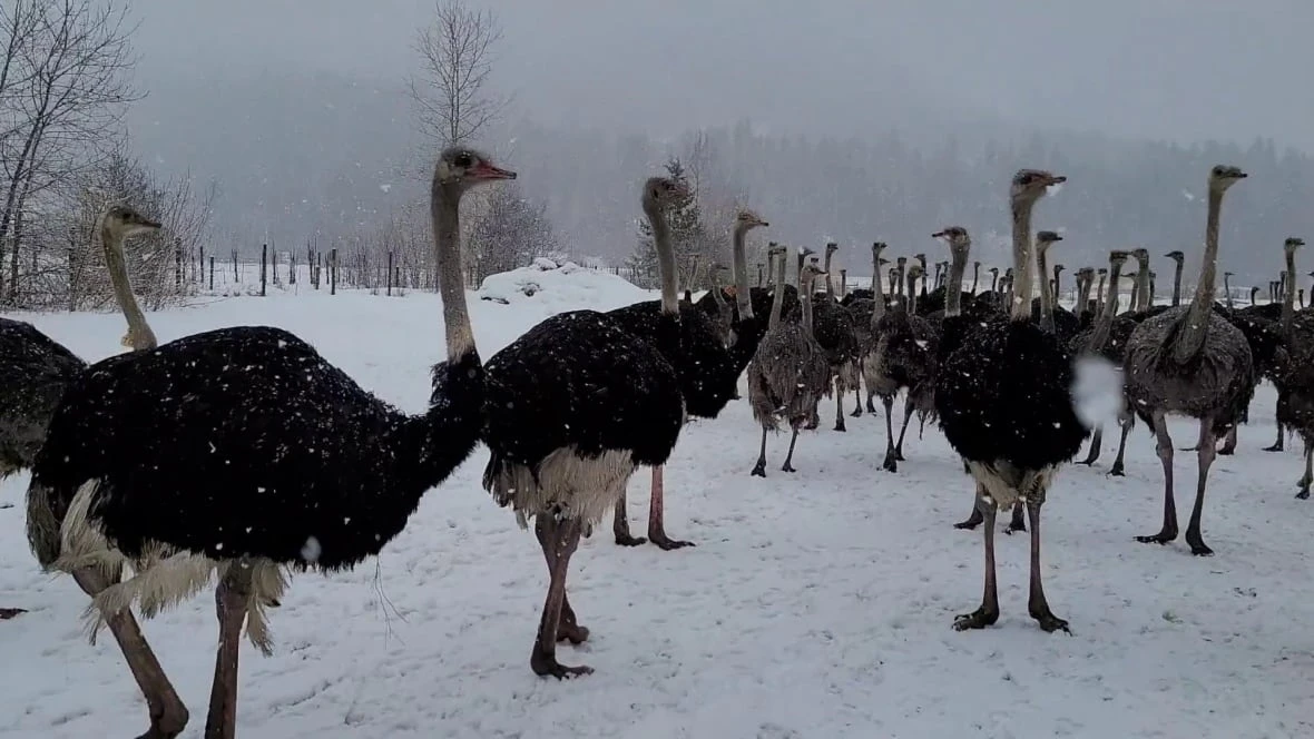 Court dismisses application to stop B.C. ostrich cull over avian flu