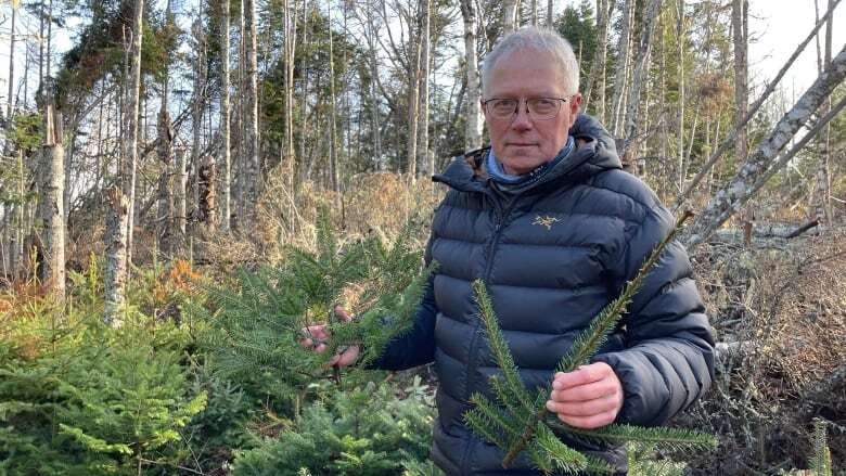 Someone is butchering young trees along some of P.E.I.'s beloved trails