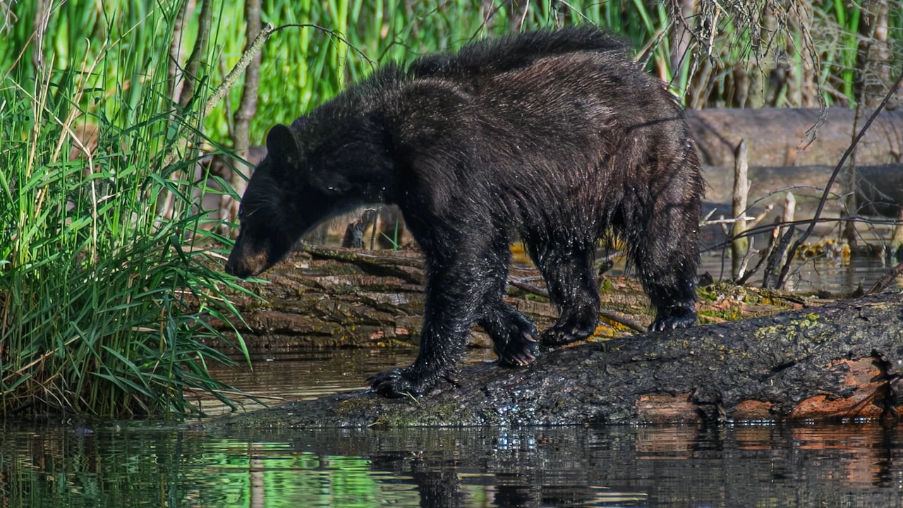 Multiple bear sightings reported in Calgary, biologist says they're not uncommon in the city