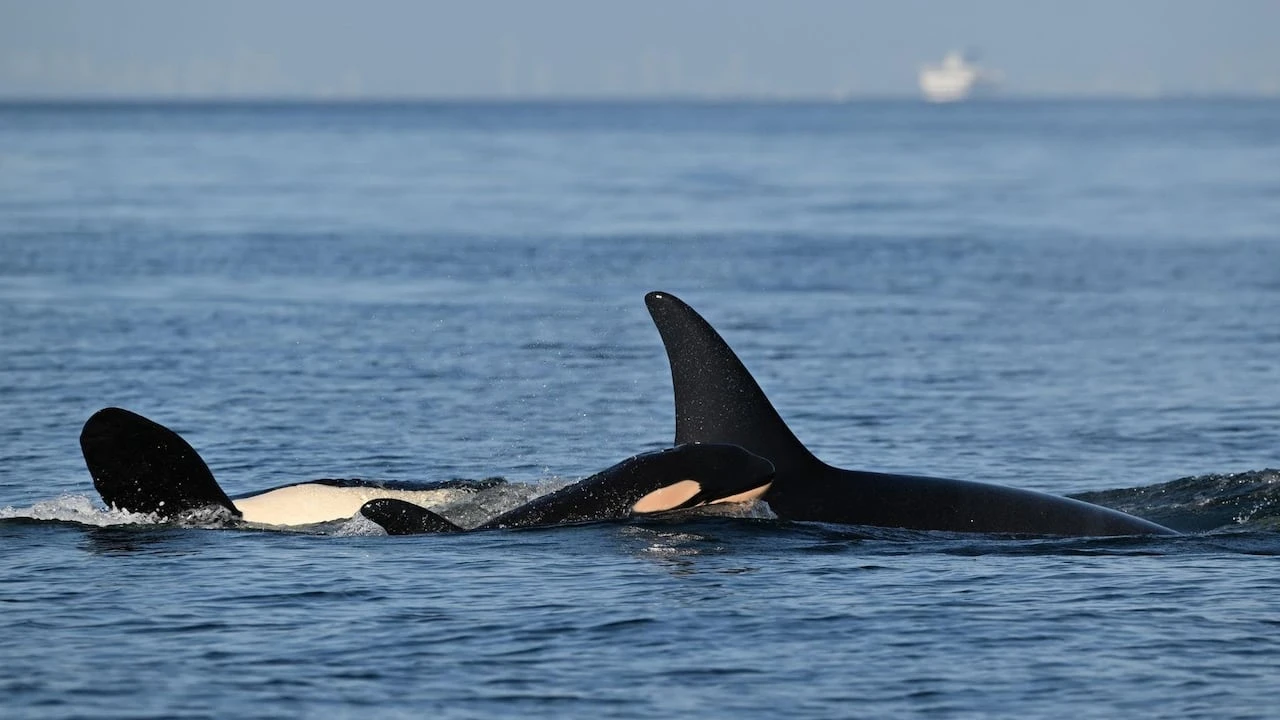 New J pod orca calf spotted in B.C. waters looking 'well integrated': researchers
