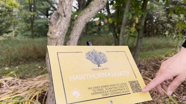 Musical walking tour dedicated to trees at Guelph arboretum