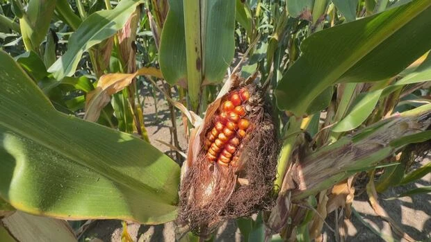 Did you know corn can sweat? It's real, and it can make it more humid outside