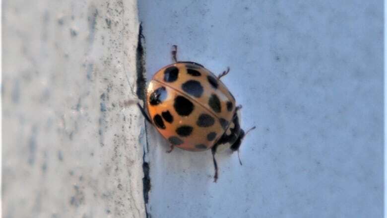 Lady beetles invading your home? Don't worry, they won't last long