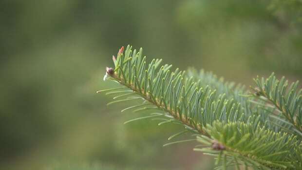 More people pining for real trees this Christmas, Prince Edward Island grower says