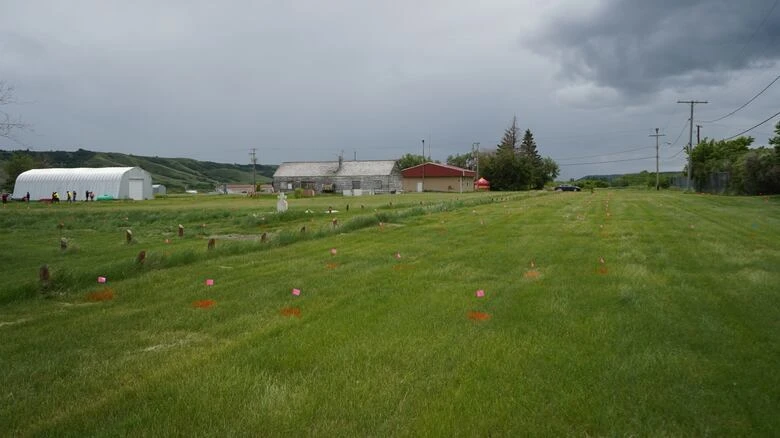See what local First Nation leaders say about discovery of unmarked graves in Saskatchewan