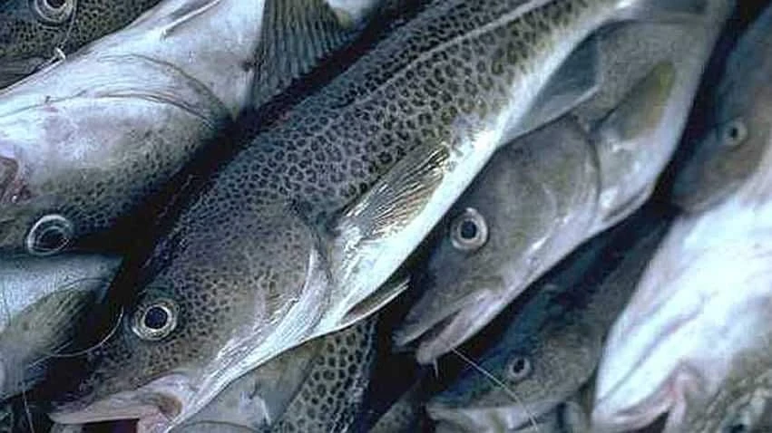 'A remarkable day': Northern cod total allowable catch increases by 55 per cent